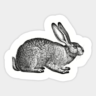 Rabbit - Hare - Bunny - nature - drawing, animal Sticker